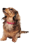 STAR PET COLLAR - HOT PINK