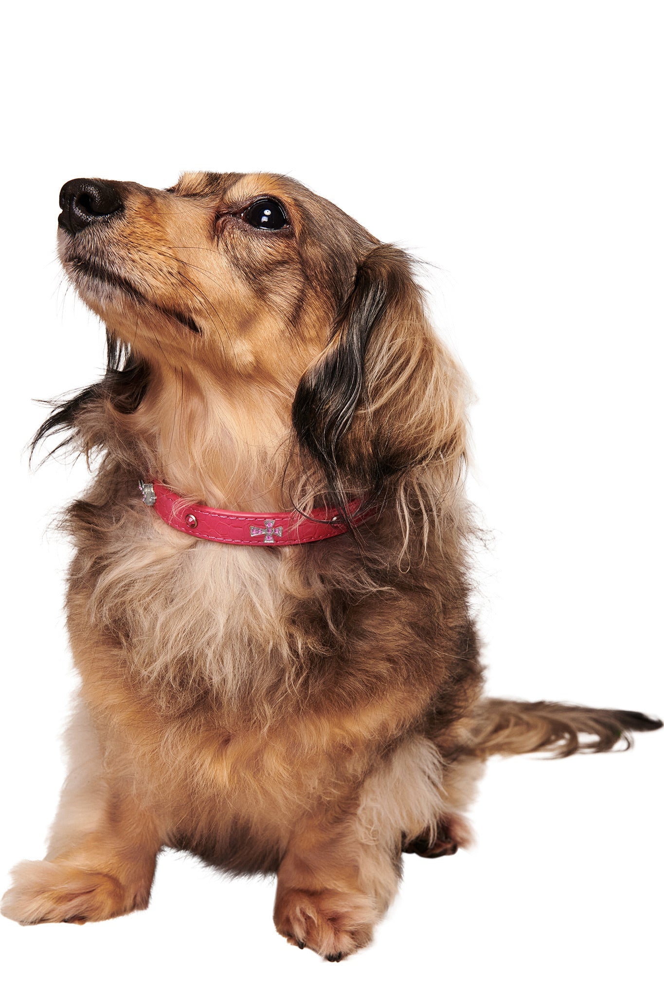 STAR PET COLLAR - HOT PINK